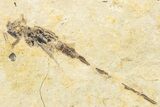 Partial Fossil Damselfly (Odonata) - Cereste, France #256795-1